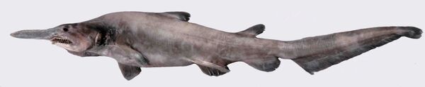 Le requin-gobelin Le requin-gobelin - Sputnik Afrique