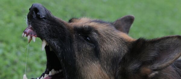 Un berger allemand - Sputnik Afrique