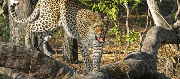 Un léopard - Sputnik Afrique