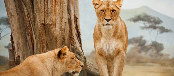 Des lionnes - Sputnik Afrique
