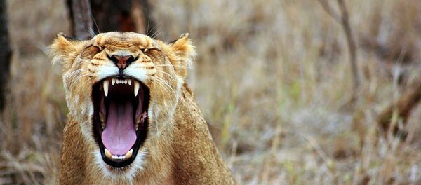 Une lionnne - Sputnik Afrique