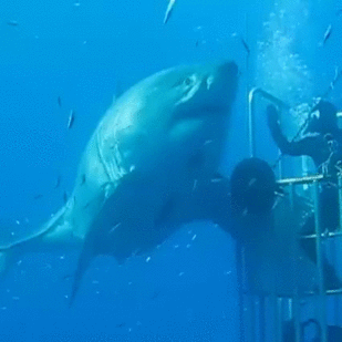 Great White Shark - Sputnik Afrique