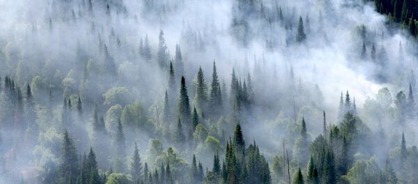 Лесные пожары в Красноярском крае - Sputnik Afrique