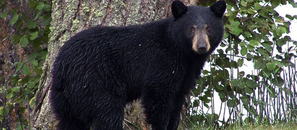 Un ours noir - Sputnik Afrique