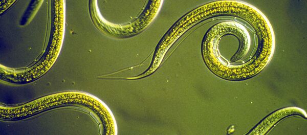 Des nématodes - Sputnik Afrique