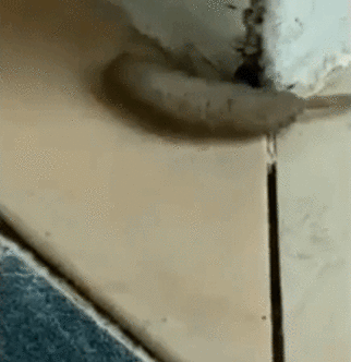 What on Earth is it Horrified woman finds disgusting rat worm creature crawling in her porch - Sputnik Afrique