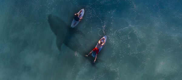 Shark - Sputnik Afrique