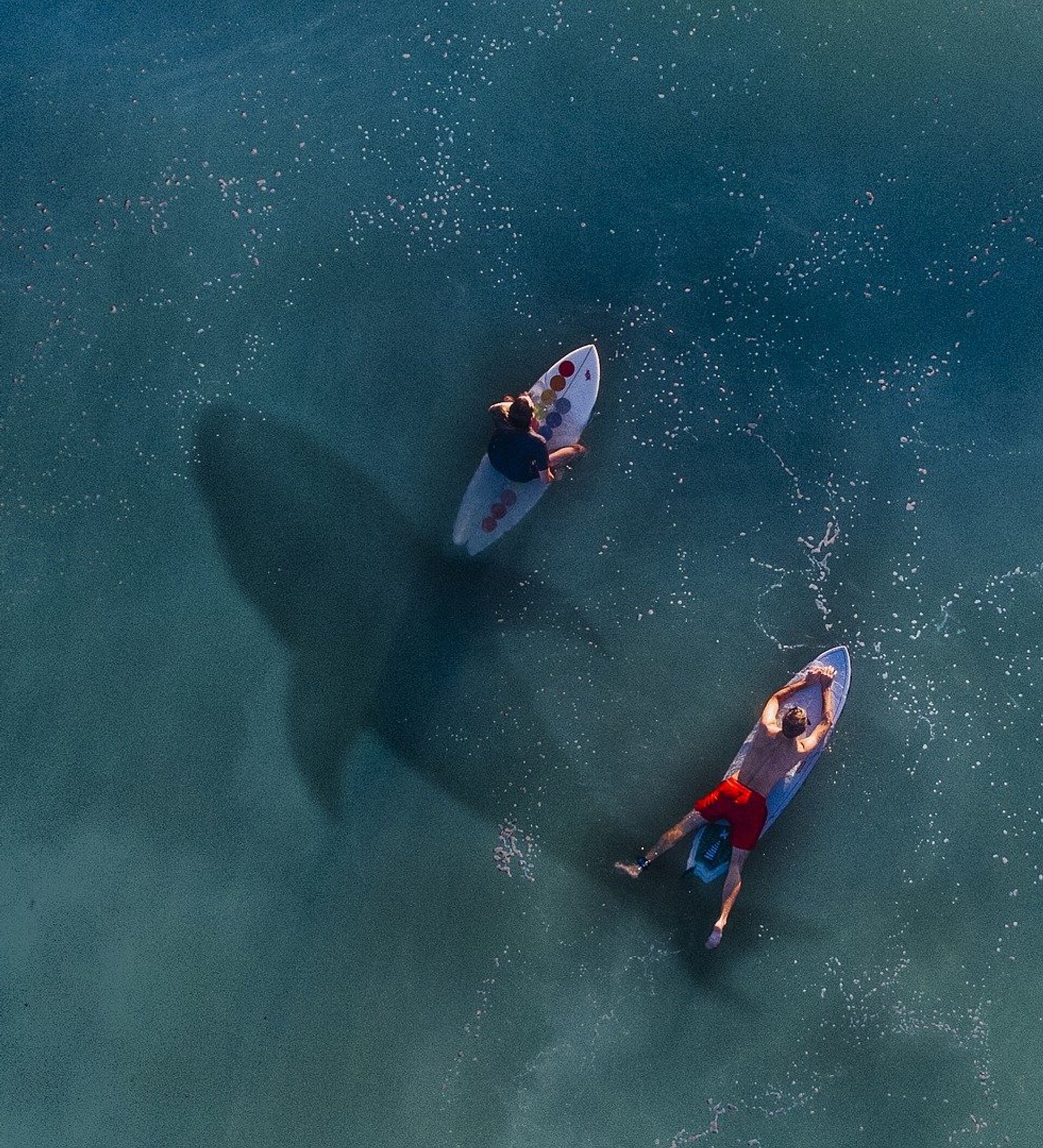Attaque de requins : pourquoi les Réunionnais souffrent encore