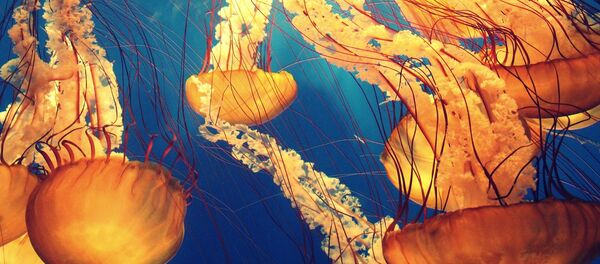 Des méduses - Sputnik Afrique