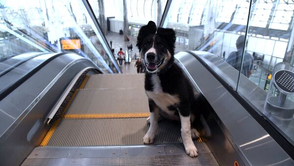Un chien sur un escalator - Sputnik Afrique