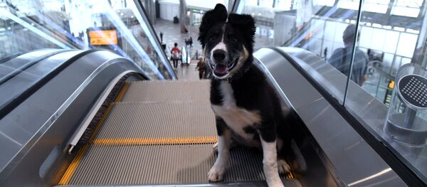 Un chien sur un escalator Un chien sur un escalator - Sputnik Afrique