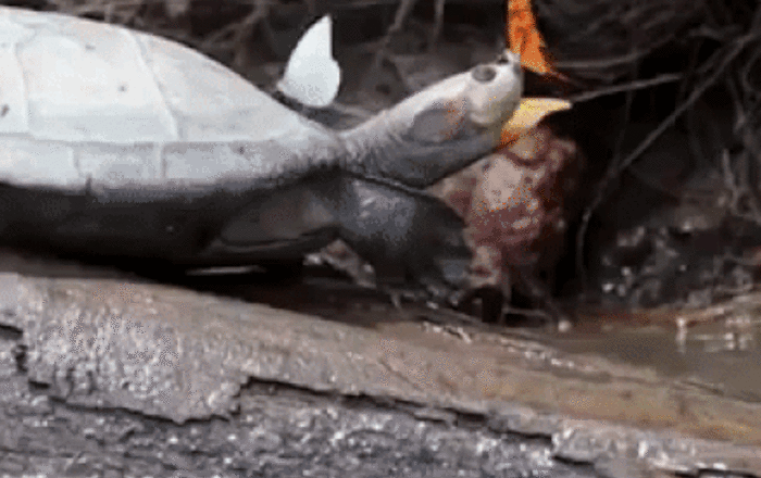 Les papillons boivent les larmes des tortues - Sputnik Afrique