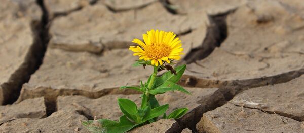 chaleur chaleur - Sputnik Afrique