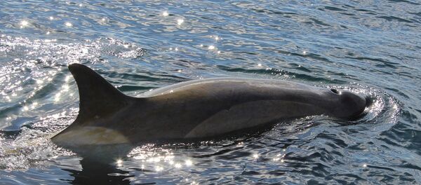 Une orque - Sputnik Afrique