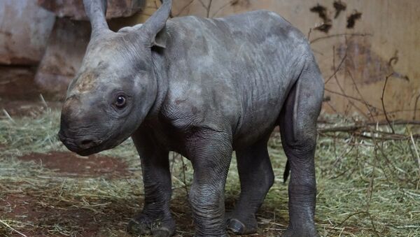 Un rhinocéros noir - Sputnik Afrique