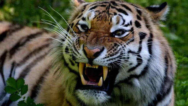 Tigre - Sputnik Afrique