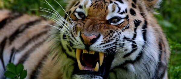 Tigre Tigre - Sputnik Afrique