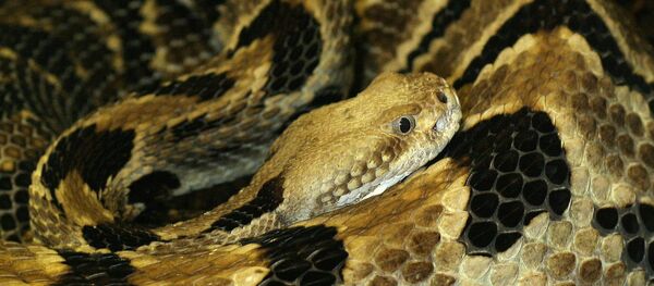 le Crotale des bois - Sputnik Afrique