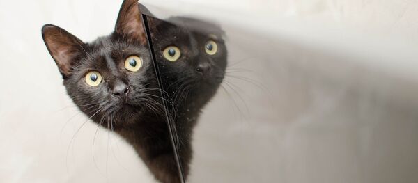 Chat - Sputnik Afrique