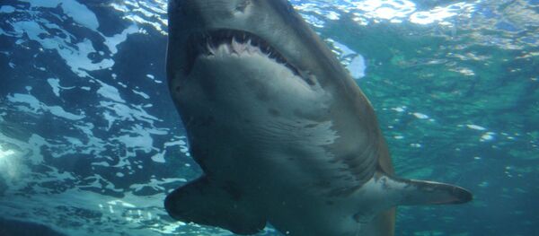 Un requin - Sputnik Afrique