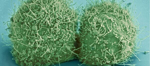 des cellules des bactéries (images d'illustration) - Sputnik Afrique