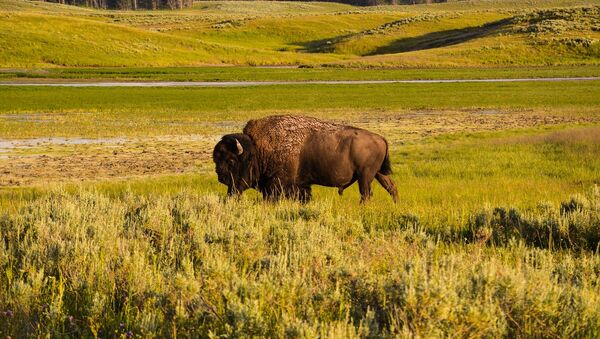 Un bison de Yellowstone - Sputnik Afrique