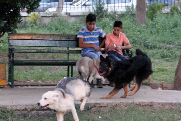 Les habitants de Damas promènent désormais leurs chiens dans les parcs  - Sputnik Afrique