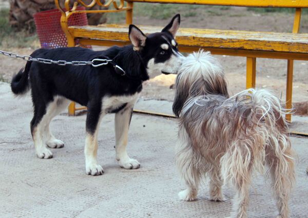 Des chiens  - Sputnik Afrique