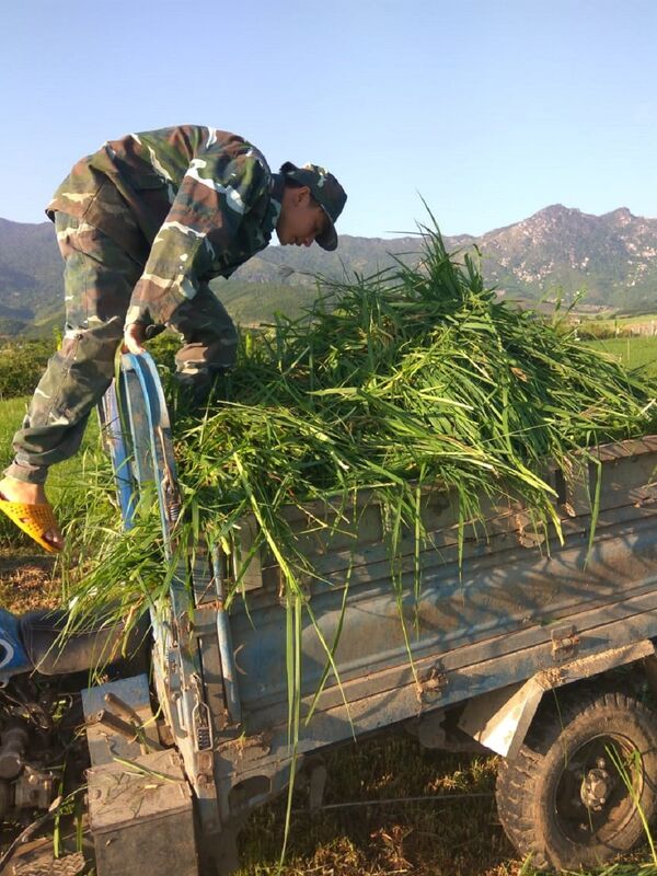 Au Vietnam, un célèbre animateur de télé troque le micro pour des autruches  - Sputnik Afrique