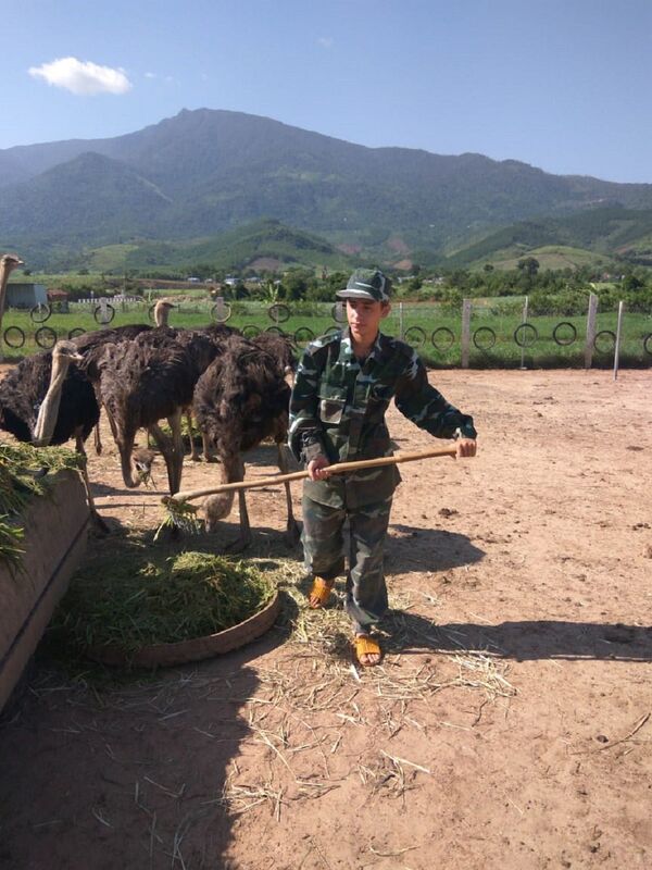 Au Vietnam, un célèbre animateur de télé troque le micro pour des autruches  - Sputnik Afrique