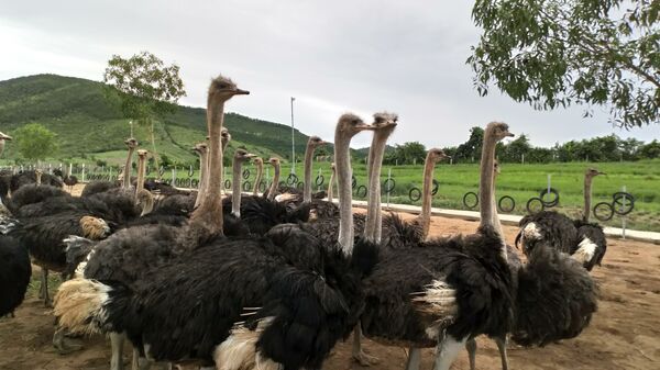 Au Vietnam, un célèbre animateur de télé troque le micro pour des autruches  - Sputnik Afrique