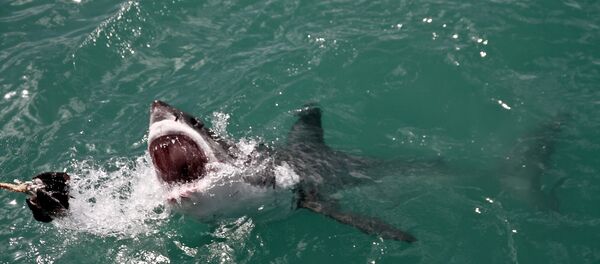 un grand requin blanc - Sputnik Afrique