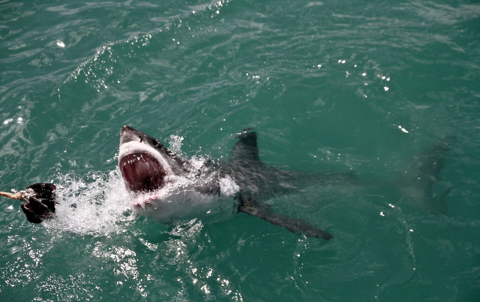 Опасное нападение. Интересные факты о акулах. Гансбай акулы.