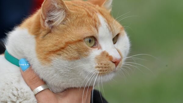 Le chat Mostik (qui signifie en russe pont), la mascotte du pont de Crimée - Sputnik Afrique