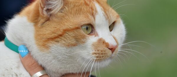 Le chat Mostik (qui signifie en russe pont), la mascotte du pont de Crimée - Sputnik Afrique