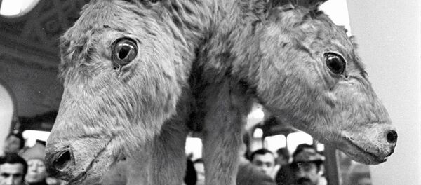 Un veau à deux têtes (archives) Un veau à deux têtes (archives) - Sputnik Afrique