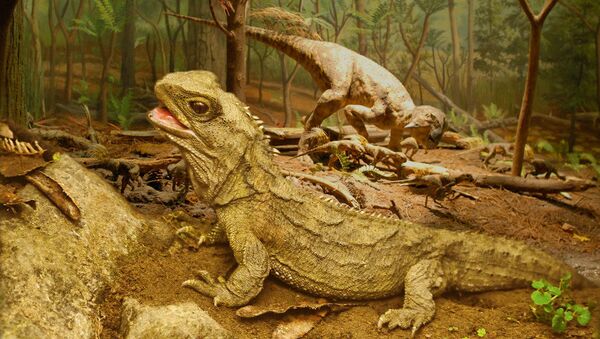 Гаттерия – древняя ящерица, сохранившаяся со времен динозавров и обитающая на островах Новой Зеландии - Sputnik Afrique