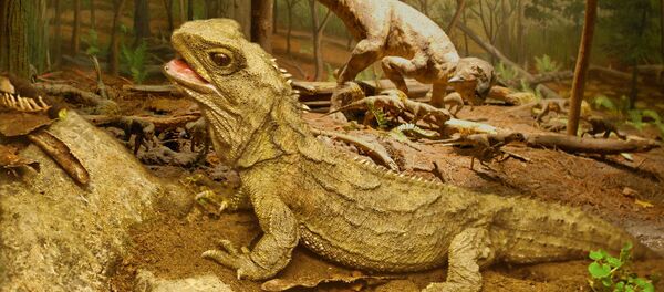 Гаттерия – древняя ящерица, сохранившаяся со времен динозавров и обитающая на островах Новой Зеландии Гаттерия – древняя ящерица, сохранившаяся со времен динозавров и обитающая на островах Новой Зеландии - Sputnik Afrique