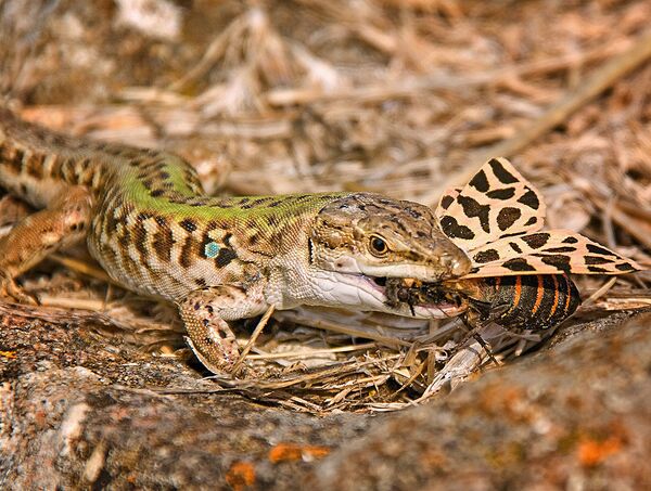 Podarcis siculus - Sputnik Afrique