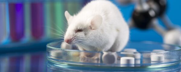 Souris de laboratoire Souris de laboratoire - Sputnik Afrique