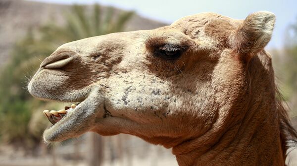 Un chameau - Sputnik Afrique