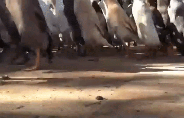 Canards - Sputnik Afrique