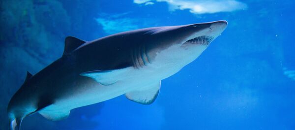 Un requin - Sputnik Afrique