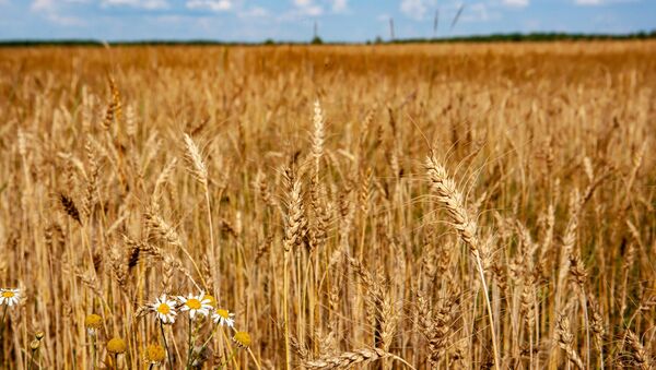 Un champ de blé dans la région russe de Riazan - Sputnik Afrique