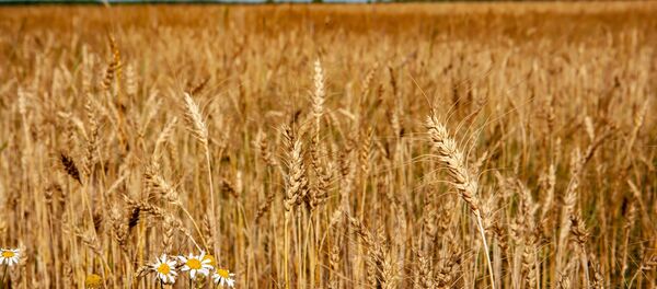 Un champ de blé - Sputnik Afrique