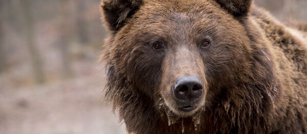 Un ours brun - Sputnik Afrique