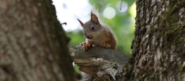 Un bébé écureuil - Sputnik Afrique