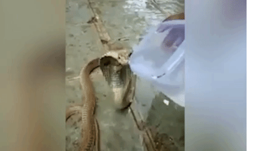 cobra - Sputnik Afrique