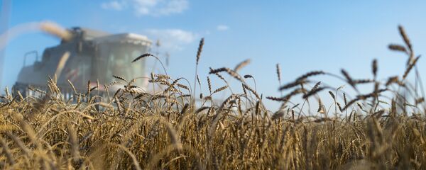 Le blé de la Sibérie - Sputnik Afrique