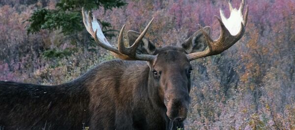 un élan (image d'illustration) - Sputnik Afrique